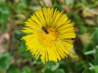 Blank-winged insects are important pollinators of plants