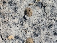 Nests of solitary white-winged species