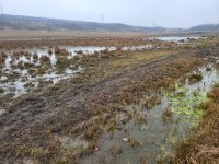 Wetland areas