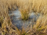 Wetland pond as a love pond for many invertebrates