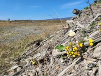 Areas with waste but natural material form important habitats for many invertebrates