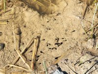 Tadpoles in permanent and periodic water elements