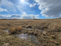 Successional wetlands