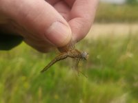 Zástupce rodu Odonata