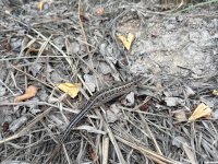 Pozorováno na sukcesních plochách