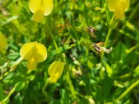 Ledence slouží také jako indikace vlhkých půd