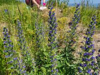 Doplňování odchytových pastí